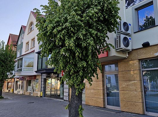 Zielone serce starówki - lipy na Staromiejskiej 63002