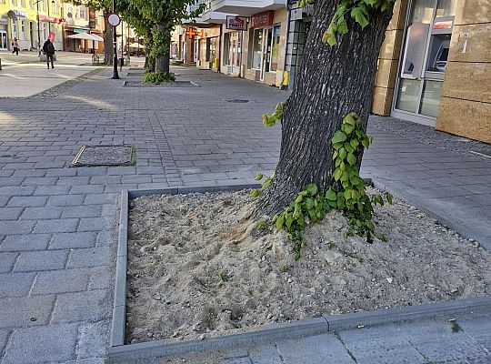 Zielone serce starówki - lipy na Staromiejskiej 63003