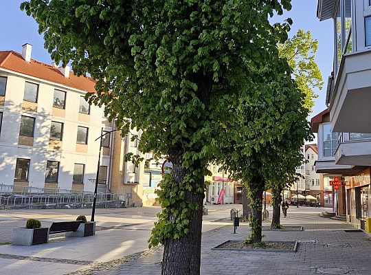 Zielone serce starówki - lipy na Staromiejskiej 63004