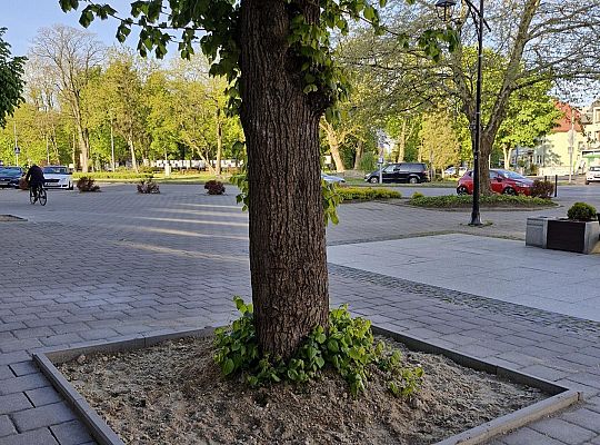 Zielone serce starówki - lipy na Staromiejskiej 63005