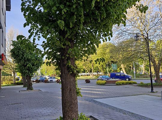 Zielone serce starówki - lipy na Staromiejskiej 63006