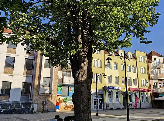 Zielone serce starówki - lipy na Staromiejskiej 63007