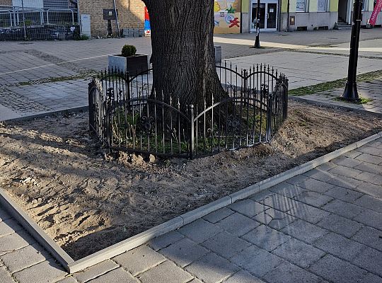 Zielone serce starówki - lipy na Staromiejskiej 63001