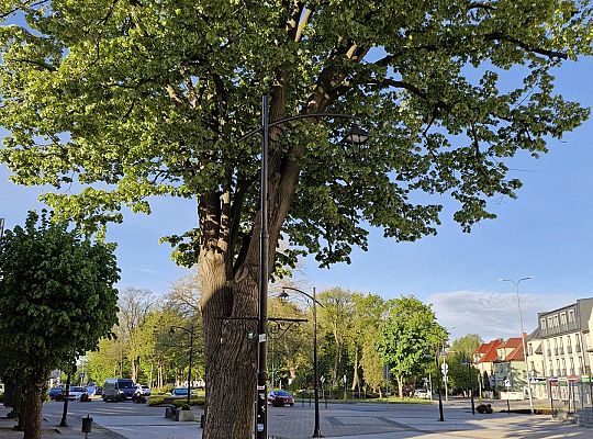 Zielone serce starówki - lipy na Staromiejskiej 63010
