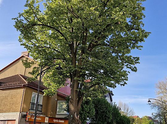 Zielone serce starówki - lipy na Staromiejskiej 63011