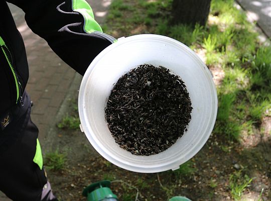 Miasto walczy o kasztanowce – ekologiczna metoda 63073