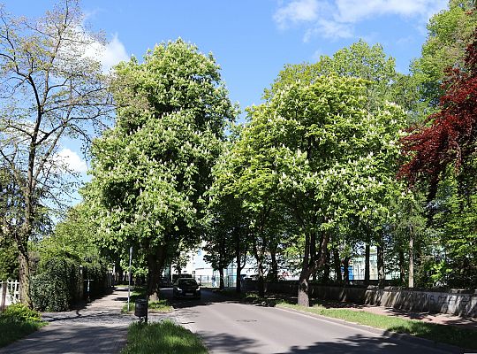 Miasto walczy o kasztanowce – ekologiczna metoda 63074