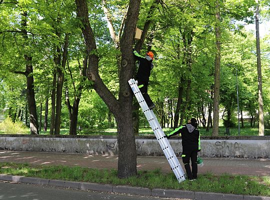 Miasto walczy o kasztanowce – ekologiczna metoda 63079