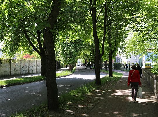 Miasto walczy o kasztanowce – ekologiczna metoda 63081