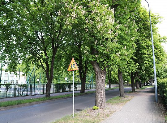 Miasto walczy o kasztanowce – ekologiczna metoda 63084