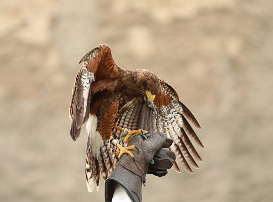 Klucz do miasta wrócił do ratusza – święto miasta 66149