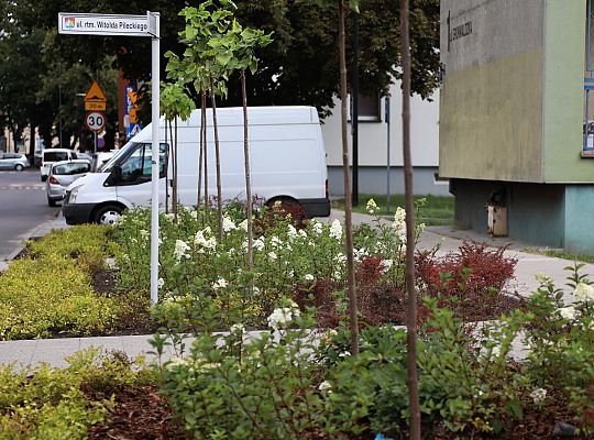 Zieleń wraca do centrum Lęborka 66585