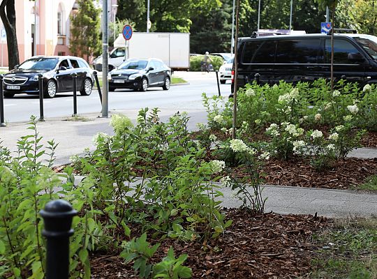 Zieleń wraca do centrum Lęborka 66592