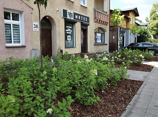 Zieleń wraca do centrum Lęborka 66594