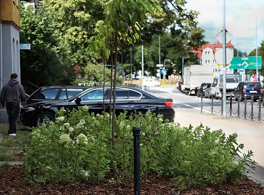 Zieleń wraca do centrum Lęborka 66593
