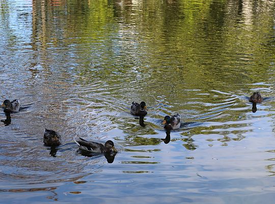 Ptasi bufet w Parku im. Marii i Lecha Kaczyńskich 67319