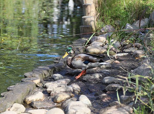 Ptasi bufet w Parku im. Marii i Lecha Kaczyńskich 67320