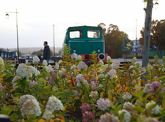 Krzewy i drzewa zmieniają krajobraz Lęborka 68281