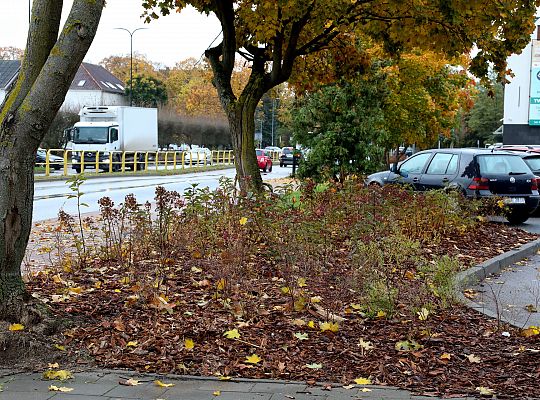 Krzewy i drzewa zmieniają krajobraz Lęborka 68286