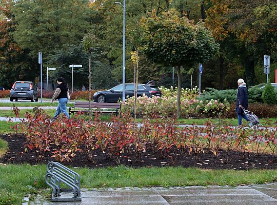 Krzewy i drzewa zmieniają krajobraz Lęborka 68285