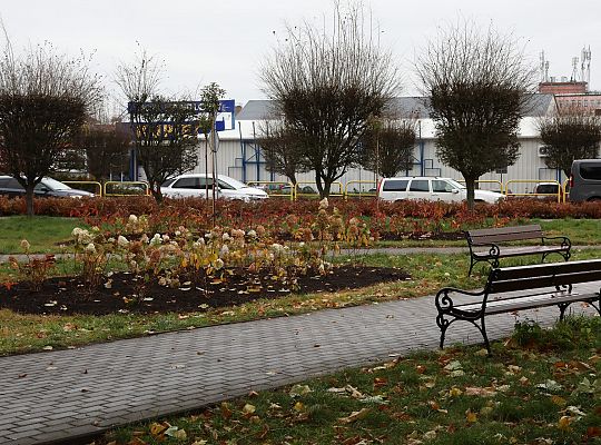 Krzewy i drzewa zmieniają krajobraz Lęborka 68287