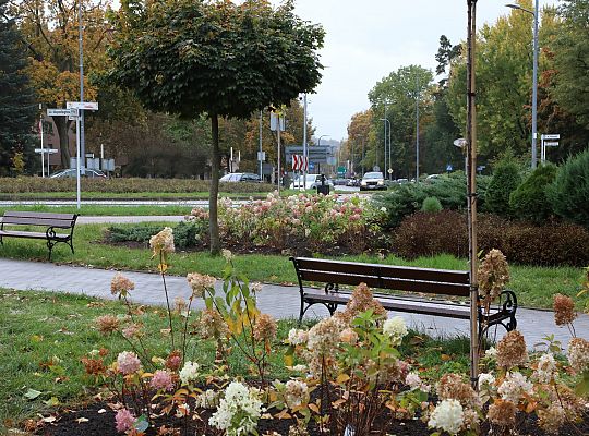 Krzewy i drzewa zmieniają krajobraz Lęborka 68288