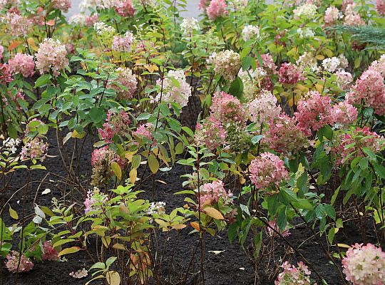 Krzewy i drzewa zmieniają krajobraz Lęborka 68290