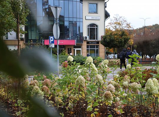 Krzewy i drzewa zmieniają krajobraz Lęborka 68293