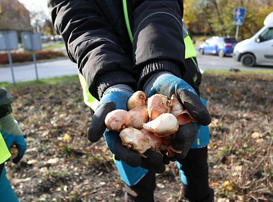 Rondo Solidarności rozkwitnie w biało - czerwonych 68685
