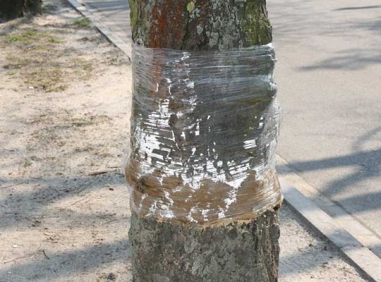 Lęborskie kasztanowce znowu w ochronnej folii 2142