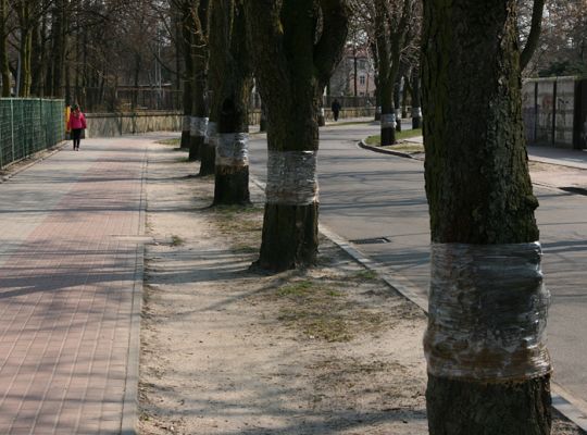 Lęborskie kasztanowce znowu w ochronnej folii 2141