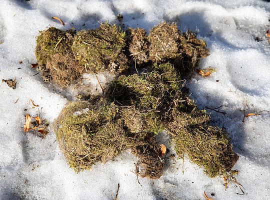 Wiosna w mieście - Lębork przygotował 230 budek 72185