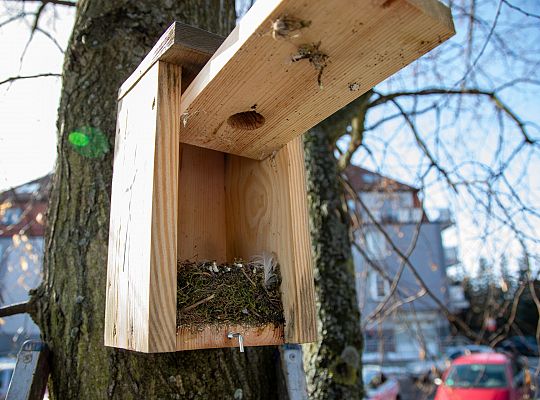 Wiosna w mieście - Lębork przygotował 230 budek 72186