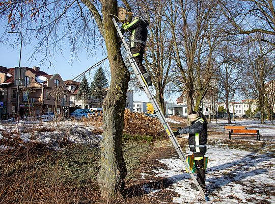 Wiosna w mieście - Lębork przygotował 230 budek 72187