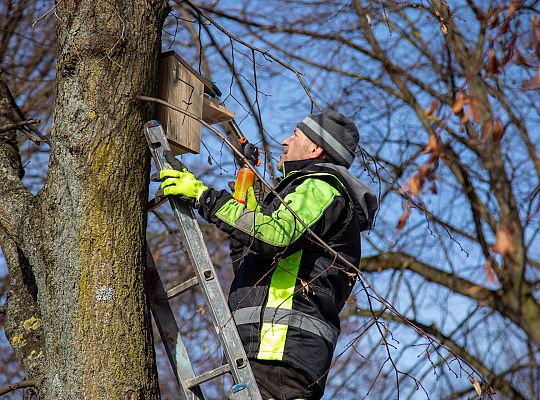 Wiosna w mieście - Lębork przygotował 230 budek 72188