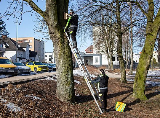 Wiosna w mieście - Lębork przygotował 230 budek 72190