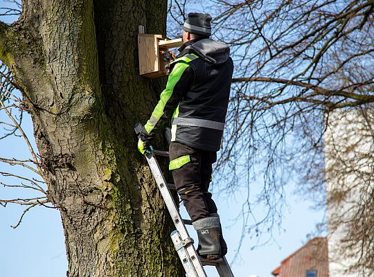 Wiosna w mieście - Lębork przygotował 230 budek 72191