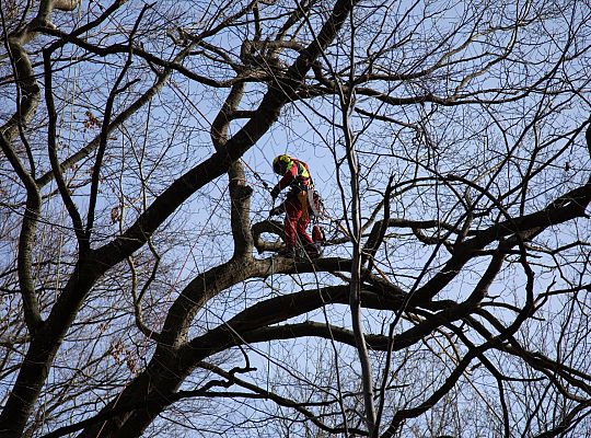 Alpiniści w koronie dębu - specjalistyczna 72305