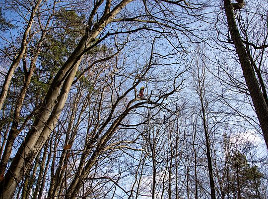 Alpiniści w koronie dębu - specjalistyczna 72306