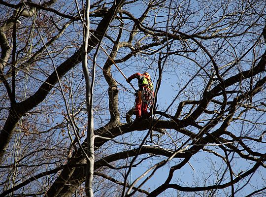 Alpiniści w koronie dębu - specjalistyczna 72307