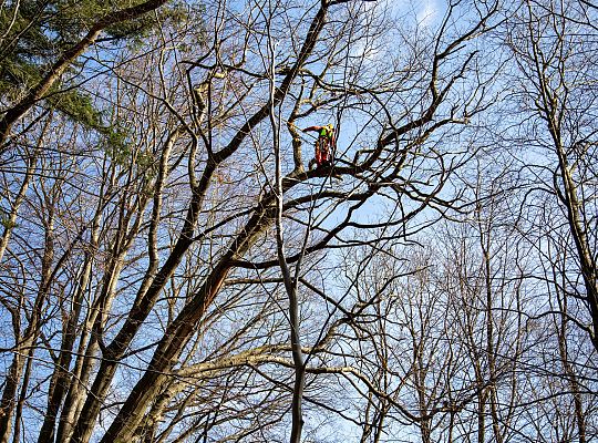 Alpiniści w koronie dębu - specjalistyczna 72308