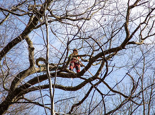 Alpiniści w koronie dębu - specjalistyczna 72304