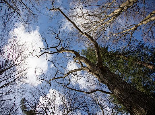Alpiniści w koronie dębu - specjalistyczna 72310
