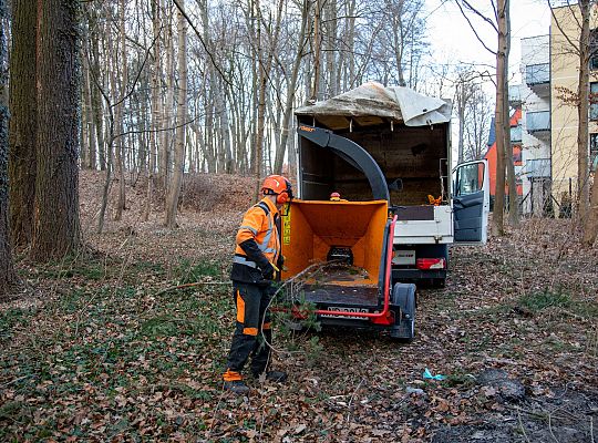 Alpiniści w koronie dębu - specjalistyczna 72309