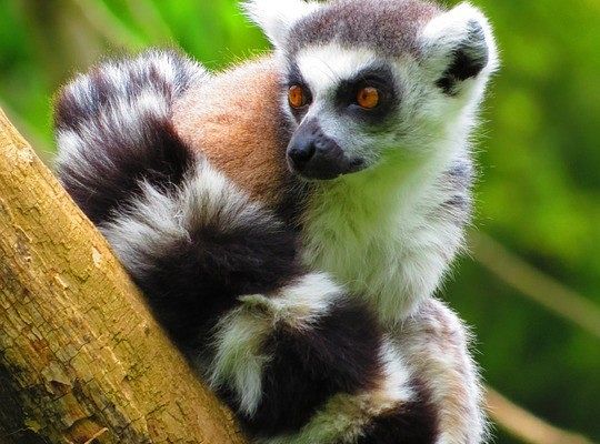 Alfabet Madagaskaru spotkanie w bibliotece 19602