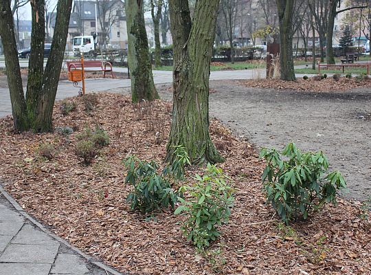 „Zielona rewolucja” w Parku im. Michalskiego 27966