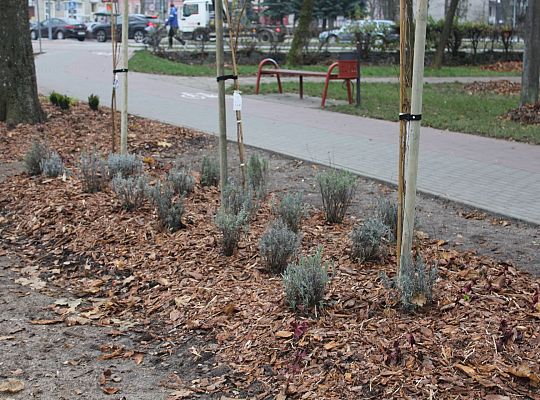 „Zielona rewolucja” w Parku im. Michalskiego 27970