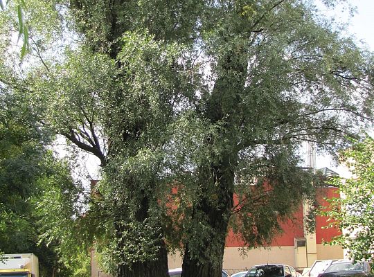 Na ratunek „Wodniczkom” 28970