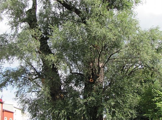 Na ratunek „Wodniczkom” 28971