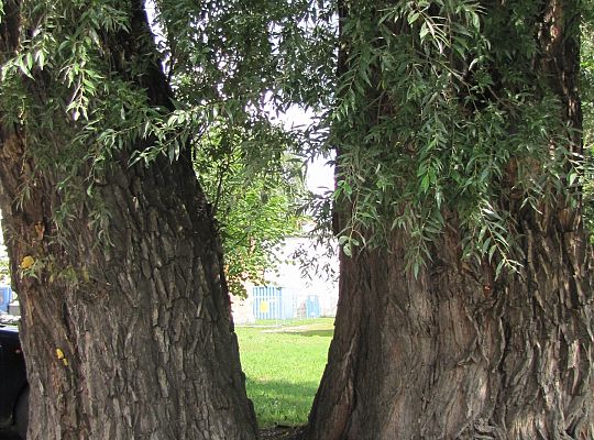 Na ratunek „Wodniczkom” 28972